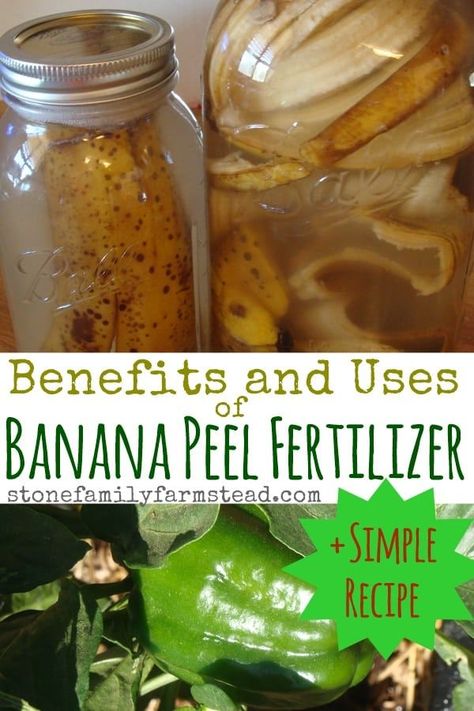 Here's a great zero-waste idea for adding nutrients into your garden. Banana peel fertilizer takes less 5 minutes to prepare, and is ready for your potassium loving plants within a week. #banana peel fertilizer #zero waste #uses for banana peels #free pla Banana Peel Fertilizer, Tomato Fertilizer, Banana Uses, Banana Peels, Dried Bananas, Natural Fertilizer, Organic Vegetable Garden, Garden Compost, Banana Peel