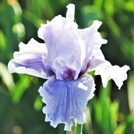 Search Iris Rhizomes, Purple Veins, Lavender Petals, Fall Bulbs, Spring Plants, Grow Beard, Red Blue White, Bearded Iris, Drought Tolerant Plants