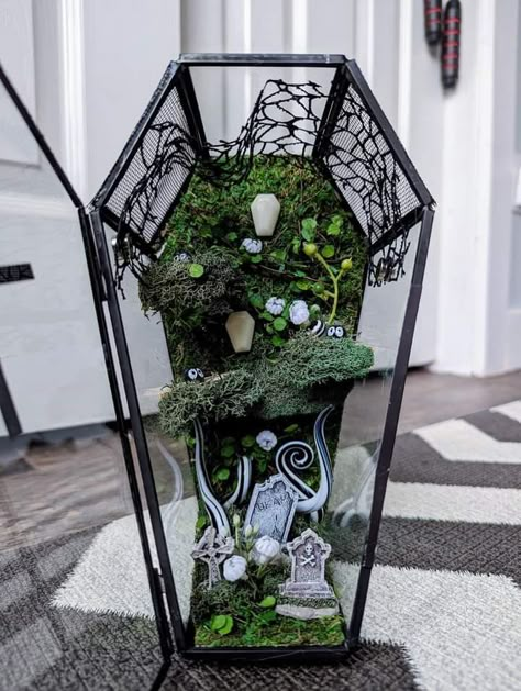 Spider Cage Ideas, Glass Coffin Terrarium Ideas, Coffin Terrarium Ideas, Jumping Spider Enclosure Decor Ideas, Spider Enclosure Ideas, Jumping Spider Terrarium, Jumping Spider Enclosure, Goth Houses, Pet Spider