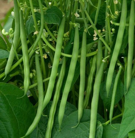 Green Beans Aesthetic, Bean Mosaic, Green Bean Seeds, Bean Varieties, Foods With Calcium, Bush Beans, String Bean, Farm Projects, Bean Seeds