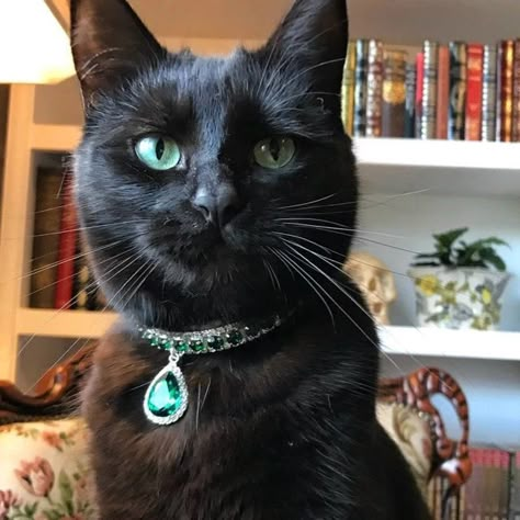 Fancy Emerald Cat Collar Fancy Cat Collar, Velvet Dog Collar, Leather Dog Collar Custom, Kitten Collar, Luxury Dog Collars, Dog Collar Boy, Cute Dog Collars, Dog Collar Bows, Fancy Dog