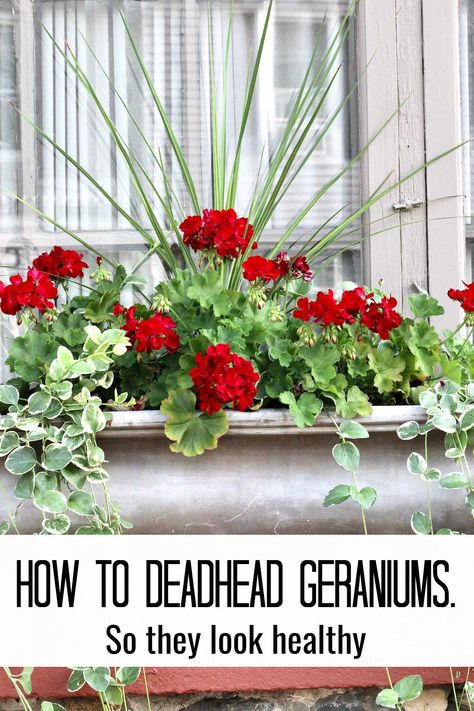 Deadheading Geraniums Geranium Planters, Geraniums In Pots, Porch Flower Pots, Blue Flowering Plants, Flower Pot Arrangements, Front Porch Flower Pots, Patio Flower Pots, Geranium Care, Pot Arrangements