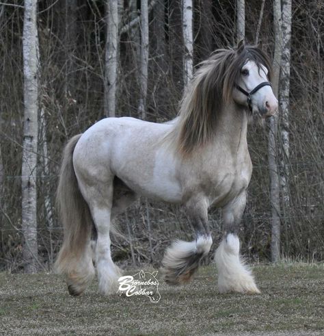 Shire Horse, Horse Anatomy, Big Horses, Horse Aesthetic, Most Beautiful Horses, Horse Drawing, Pretty Animals, Draft Horses, Silly Animals