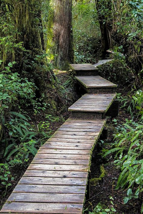 Trail to Schooner Cove (Tofino, Vancouver Island, BC) by Alex cr.c. Wooden Pathway, Wooden Path, Japanese Garden Landscape, Australian Native Garden, Concrete Walkway, Walkways Paths, Garden Stairs, Eco Hotel, Cabin Exterior