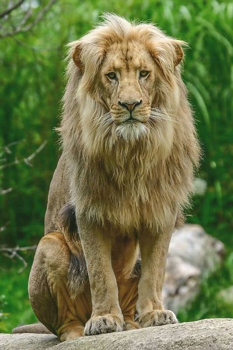 lions lion tattoo lion tattoo design feminine lion and tiger lion kings art lion king baby clothes liones lions king lion animal anime anime aesthetic animals animal tattoos Lion Kings, Big Cat Family, Aesthetic Animals, Animal Anime, Tattoo Lion, Lion King Baby, Wild Lion, Beautiful Lion, King Lion