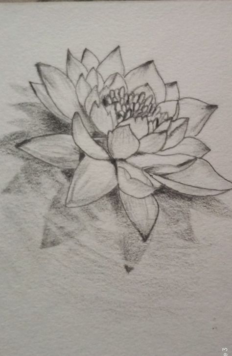 Water Lilly Sketch, Lotus Plant Drawing, Lotus Flower Drawing Realistic, Lotus Pencil Drawing, Lotus Flower Drawing Sketches, Simple Flower Sketch, Lotus Flower Sketch, Lotus Sketch, Lily Pad Drawing