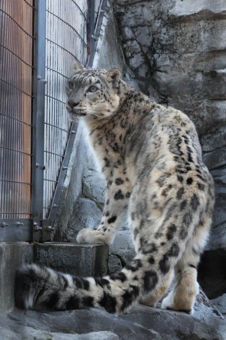 (1) Big Cat Rescue na platformě X: „Good morning Big Cat Rescue Friends! ☀️ Beautiful and sweet (but fierce) Miss Summer bobcat is showing off her bashful side on this Sunday morning! Have a wonderful day everyone! 🌺 #GoodMorning #BigCatRescue #Sunday #Conservation #Wildlife #CaroleBaskin https://t.co/ywcw0aUP9m“ / X Big Cat Rescue, Divine Beauty, Have A Wonderful Day, Big Cat, Cat Rescue, Wonderful Day, Sunday Morning, Big Cats, Jaguar