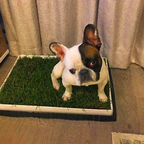 French Pooper #poochpatch #poochpatchfam #dogsofinstagram #dogsofinsta #frenchbulldog #frenchie #frenchiesofinstagram Dog Grass Patch, Patio Ideas For Dogs, Different Types Of Grass, Urban Dog, Types Of Grass, Dog Potty Training, Cat Grass, Dog Potty, Potty Training Puppy