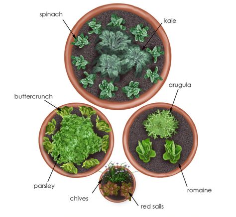 Grow a Salad Garden in Containers | Bonnie Plants Arugula Plant, Salad Container Garden, Garden In Containers, Buttercrunch Lettuce, Salad Garden, Kale Plant, Parsley Plant, Gemüseanbau In Kübeln, Chives Plant