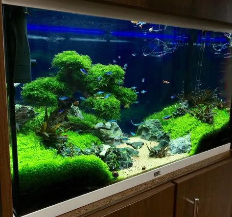 Bonsai aquascaping Aquarium Scape Ideas, Simple Fish Tank Decor, Fish Tank In Living Room, Aqua Scape Ideas, Fish Tank Aquascaping, 30 Gallon Aquascape, Nano Tank Aquascape Ideas, Multi Level Aquarium, Natural Aquarium Ideas