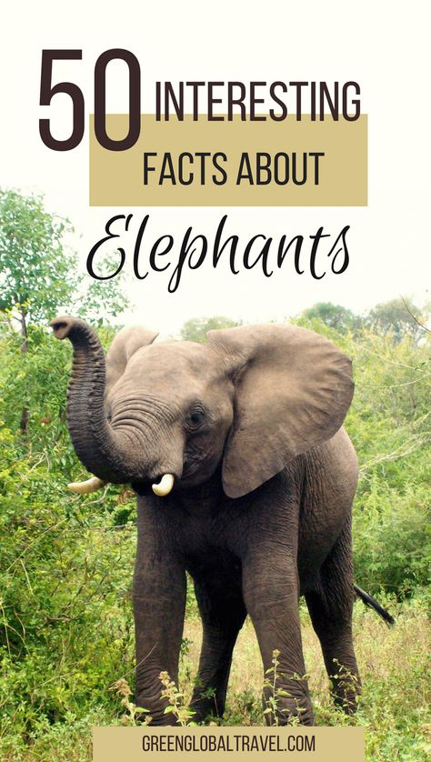 50 Interesting Facts About Elephants for World Elephant Day, including facts about elephant conservation, African Elephants, Asian Elephants, Elephant behavior, and Elephant families. | Elephant Facts via @greenglobaltrvl Fun Facts About Elephants, Types Of Elephants, Sri Lankan Elephant, Elephant Habitat, All About Elephants, Elephant World, Elephant Facts, World Elephant Day, Asian Elephant