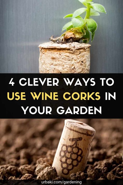 We love to entertain and hate throwing away anything that might be useful later on. Of course, what that means is a small collection of empty wine bottles and matching corks. Fortunately, here's how to reuse them in your garden! If you have a sizable collection of wine corks at home, consider using them to line a raised bed or even an amazing cover for potted plants. Simply cut the cork into small pieces with a sharp knife and you are ready to fertilize! The porous cork will let moisture in... Rush Plant, Small Wine Bottles, Cork Planters, Orchid Potting Mix, Wine Cork Projects, Cork Crafts Diy, Cork Projects, Empty Wine Bottles, Champagne Corks