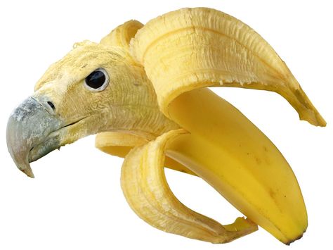 Banulture, winner of the 2nd r/HybridAnimals battle. Photoshopped Animals, Animal Mashups, Banana Art, Cursed Memes, Banana Fish, Fishing Humor, Food Humor, Reaction Pics, Haha Funny