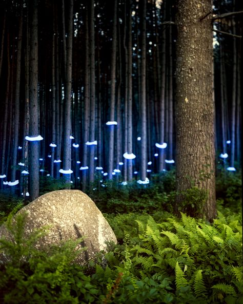 Homebrew Electronics Turn Landscapes Into Unearthly Sci-Fi Scenes | Ferns for Francesca  Barry Underwood  | WIRED.com Light Art Installation, Landscape Lighting Design, Light Sculpture, Light Installation, Land Art, Environmental Art, Landscape Lighting, Light Painting, Public Art