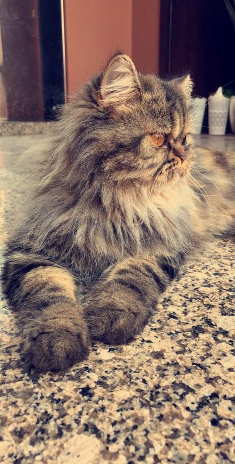 Pet Snapchat Story, Persian Cat Snapchat Story, Persian Cat Snap, Cat Snapchat Story, Cat Snapchat, Cat Snap, Cute Cat Costumes, Hell Cat, Snapchat Streaks