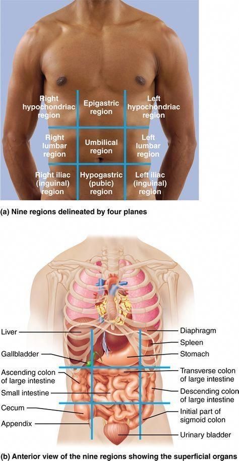 Body Cavities, Physiology Study, Medical Assisting, Medical Assistant Student, Sistem Pencernaan, Basic Anatomy And Physiology, Nursing School Survival, Internal Organs, Human Body Anatomy