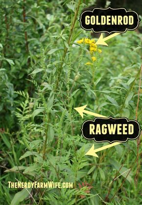 Difference between goldenrod and ragweed Goldenrod Oil, Herb Identification, Herbal Witchcraft, Medical Plants, Goldenrod Flower, Medicinal Weeds, Edible Weeds, Wild Foraging, Wild Food Foraging