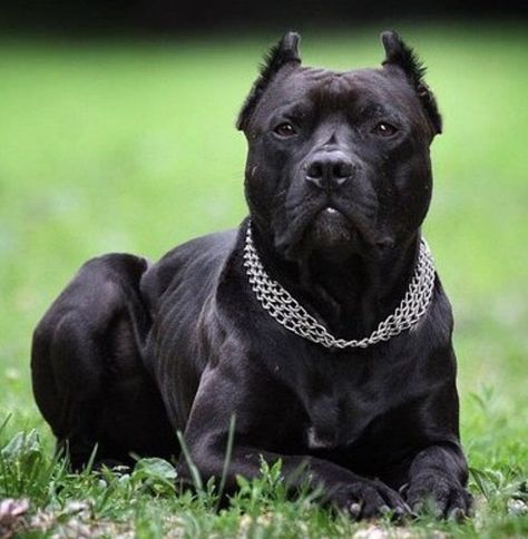 200 Evil Dog Names | The Paws Witchy Names, Famous Vampires, Types Of Dogs Breeds, Dog Breed Names, Best Dog Names, Godfather Movie, Bully Breeds Dogs, The Future Movie, Vlad The Impaler