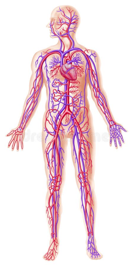 Human circolatory system cross section. Human circolatory system. Detailed cutaw , #Ad, #system, #cross, #Human, #circolatory, #cutaway #ad Human Circulatory System, Low Sodium Recipes Blood Pressure, Whole Body Vibration, Blood Pressure Chart, Reducing High Blood Pressure, Normal Blood Pressure, Poor Circulation, Nitric Oxide, Circulatory System