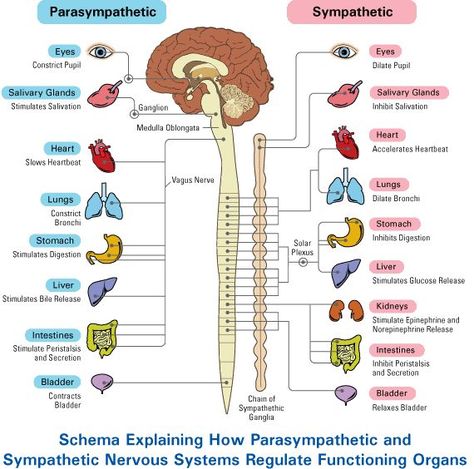 What happens when the sympathetic and parasympathetic nervous system are activated at the same time? ‘Autonomic Conflict’ | Neuroamer Nervous System Anatomy, Human Nervous System, Yoga For Balance, Respiratory Therapy, Parasympathetic Nervous System, Nursing School Tips, Nursing School Notes, Autonomic Nervous System, Phlebotomy