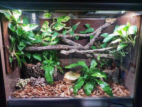 Boa Constrictor Enclosure, Bioactive Enclosure, 4x2x2 Ball Python Enclosure, African House Snake Enclosure, Western Hognose Snake Enclosure, Aesthetic Snake Terrarium, Bio Active Terrarium Ball Python, Crocodile Skink, Tree Python