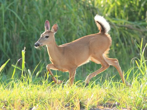 White Tailed Deer Doe, Deer Therian, Deer Tail, White Tailed Deer, Doe Deer, Deer Crossing, Deer Running, Fawns Deer, Deer Doe