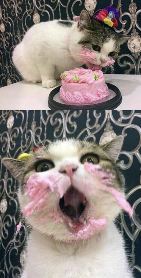 Happy Birthday to me! Dogs Happy Birthday, Happy Birthday Animals, Birthday Animals, Cat Celebrating, Cat Birthday, Funny Animal Memes, Animal Birthday, Silly Cats