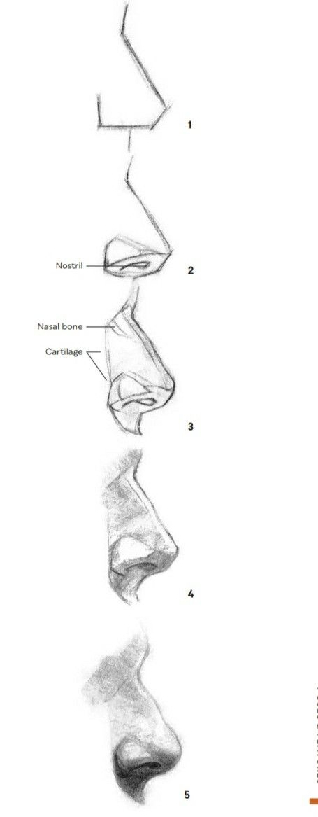 Semi Realism Cross Hatching, Nose Anatomy Drawing, Nose Drawing Reference, Nose Anatomy, Drawing Noses, Draw A Head, Easy Pencil Drawing, Cool Things To Draw, Nose Drawing