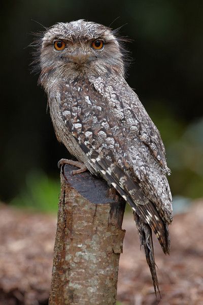 Yound Tawny Frogmouth, Tara Ridge, Booyong Tawny Frogmouth, Australian Fauna, Big Birds, Birds Of Australia, The Chicks, Outside Bars, Best Cameras, Bird Photos, Australian Wildlife