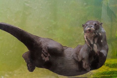 Otter Swimming, Personal Tattoos, Breath Underwater, Otters Cute, Animal Poster, Animal Posters, Unique Features, Fun Loving, Animal Photo