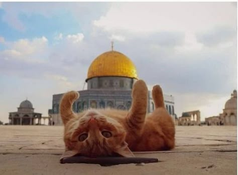 Animals In Islam, Photos Of Cats, The Start, The Weekend, See You, Cute Cats, Kittens, Cute Animals, Wallpapers