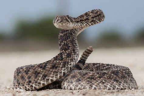 diamondback rattlesnake Western Diamondback Rattlesnake, Texas Rattlesnake, Venomous Animals, Diamondback Rattlesnake, Poisonous Snakes, Rattle Snake, Types Of Snake, Bass Fishing Shirts, Snake Venom