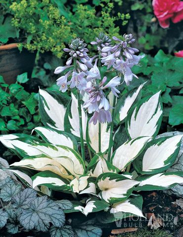 Holland Bulb Farms Hosta Fire And Ice, Variegated Hosta, Plantain Lily, Hosta Gardens, Hosta Plants, Shade Perennials, Moon Garden, Have Inspiration, White Gardens