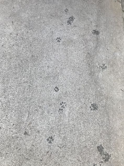 Wet Concrete, Animal Footprints, Shag Rug, Home Decor, Home Décor