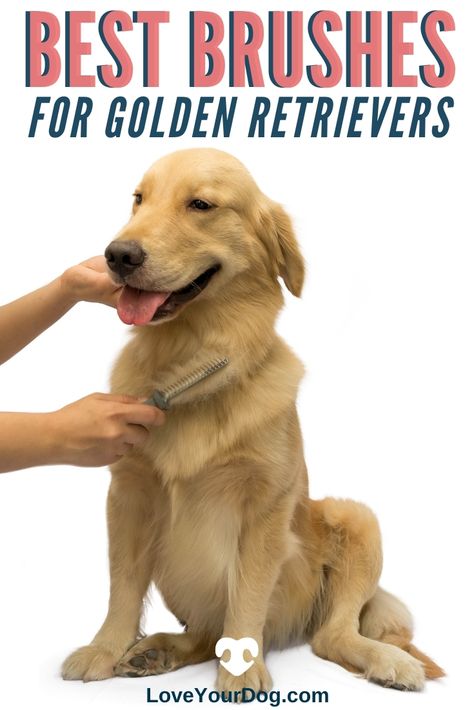 How To Groom A Golden Retriever At Home, Golden Retriever Haircut Styles, Grooming Golden Retriever, Golden Retriever Haircut, Golden Retriever Grooming, Golden Retriever Breed, Pet Corner, Best Brushes, Dog Brushing