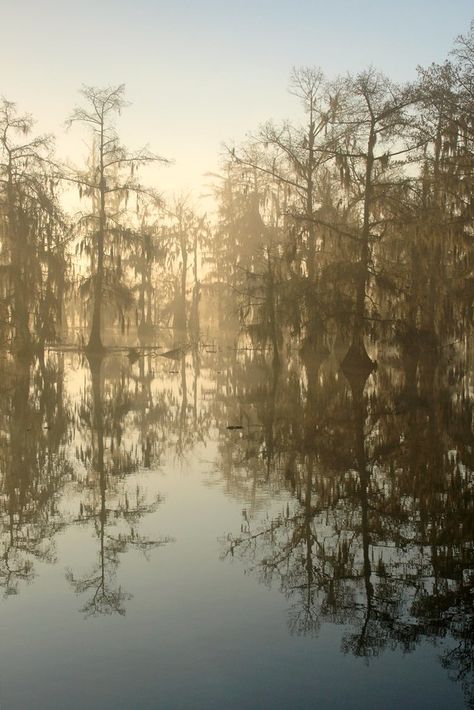 Golden Swamp | The sun illuminates a foggy cypress grove at … | Flickr Cypress Grove, Photography Book, Book Photography, A Fan, The Sun, Look At, Lake, Sun, Fan