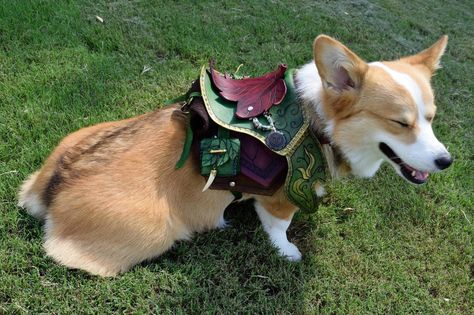 Corgi Fairy, Dog Armor, Corgi Pembroke, Corgi Butts, Cute Corgi, Pembroke Welsh Corgi, Dog Costumes, Dog Costume, Sweet Dogs