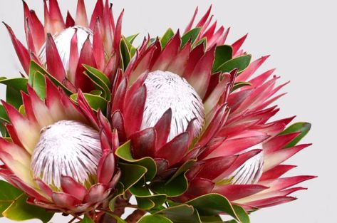 APPRECIATES PRUNING: Amazing protea flowers are produced from May through to mid-September. Proteas Flower, Protea Drawing, Australian Botanicals, Leather Printing, Protea Flowers, Protea Art, Protea Flower, Australian Native Flowers, Australian Plants