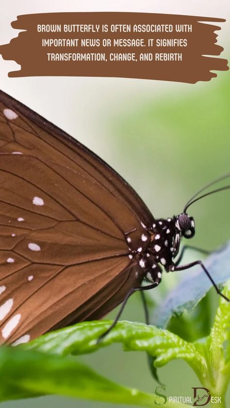 The spiritual meaning of a brown butterfly is often associated with important news or message. It signifies transformation, change, and rebirth. It can also represent a visitation from a loved one who has passed away. #instalove #instanews #insectsofinstagram #pass #passed Seeing A Butterfly Meaning, Brown Butterfly Meaning Spiritual, Brown Butterfly Meaning, Butterfly Change, Butterfly Symbolism, Butterfly Meaning, Butterfly Transformation, Collaborative Mural, Spirit Animal Meaning