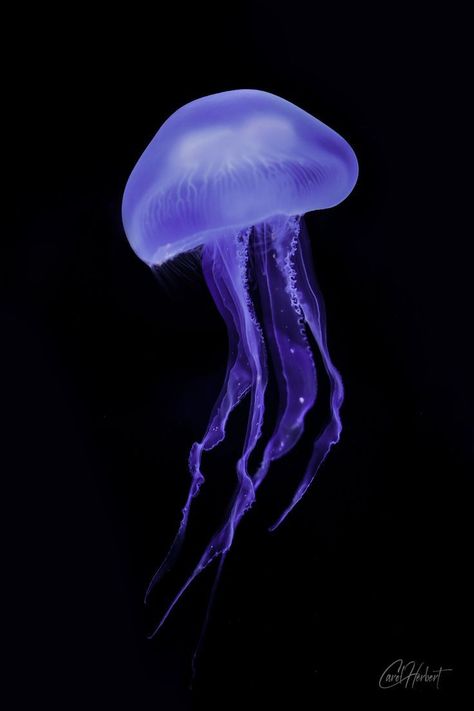 Glowy Jellyfish, Jellyfish Images, Jellyfish Wall Art, Moon Jelly, Art To Buy, Moon Jellyfish, Oceans Of The World, Black Acrylics, World Art