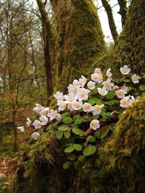 Content in a Cottage: Beautiful Wildflowers for April Oxalis Acetosella, Flowers Growing, Have Inspiration, The Secret Garden, Woodland Garden, Forest Flowers, Tree Stump, Spring Is Coming, Alam Yang Indah