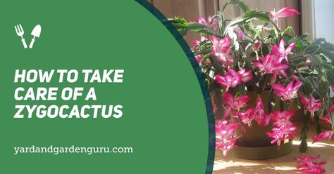 Zygo Cactus, Crab Cactus, How To Take Care Of Christmas Cactus, Thanksgiving Cactus, Holiday Cactus, Cactus Care, Cactus Types, Christmas Cactus, Liquid Fertilizer