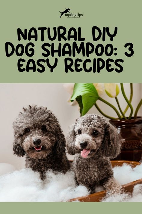 Natural DIY Dog Shampoo: 3 Easy Recipes Diy Puppy Shampoo, Diy Dog Flea Shampoo, Deodorizing Dog Shampoo Diy, Homemade Dog Shampoo Easy, Diy Dog Shampoo For Odor, Diy Dog Shampoo For Itchy Skin, Dog Shampoo Homemade, Homemade Flea Shampoo, Dog Shampoo For Itchy Skin