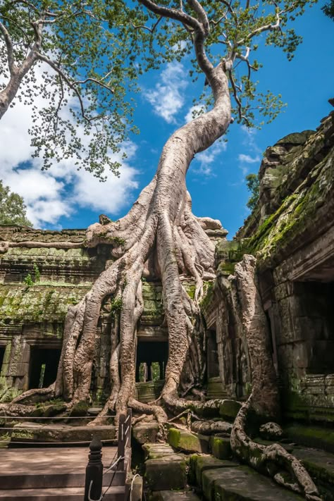 Traveling Cambodia soon? Here is the ultimate Cambodia Bucketlist for those planning to visit the country. From Siem Reap to Phnom Penh and all the lesser known hidden gems, this guide will inspire you to really explore the Cambodian Country. Angkor Wat Cambodia | Siem Reap Cambodia | Phnom Penh Cambodia | Traveling Cambodia Cambodia Siem Reap, Cambodia Phnom Penh, 3 Aesthetic, Travel Tricks, Angkor Wat Cambodia, Phnom Penh Cambodia, Cambodia Travel, Backpacking Asia, Siem Reap Cambodia