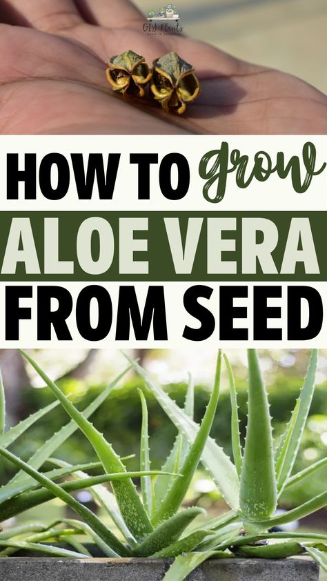 How to Grow Aloe Vera From Seed Growing Aloe Vera, Aloe Barbadensis Miller, Aloe Vera Plant, Potting Soil, Cacti And Succulents, The Plant, How To Grow, Beautiful Gardens, Indoor Plants