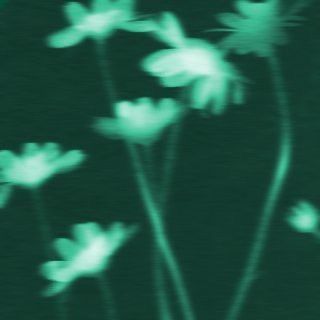 Green Vibe, Twilight Core, Green Aesthetics, The Flowers Of Evil, Dark Fairycore, Beauty Planet, Grunge Fairycore, Dark Green Aesthetic, Blue Nature