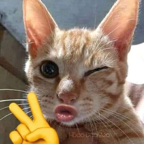 Funny Cat Pictures Faces, Pfp Christian, Cat Photos Funny, Cat Pfp Funny, Funny Captions For Instagram, Funny Cat Pfp, Funny Cats Wallpaper, Captions For Instagram Funny, Funny Cat Pics