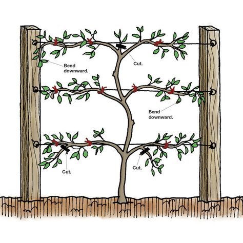 Espalier Trees, Grape Vine Trellis, Espalier Fruit Trees, Fruit Tree Garden, Vine Trellis, Confined Space, Photos Booth, Apple Trees, Fine Gardening