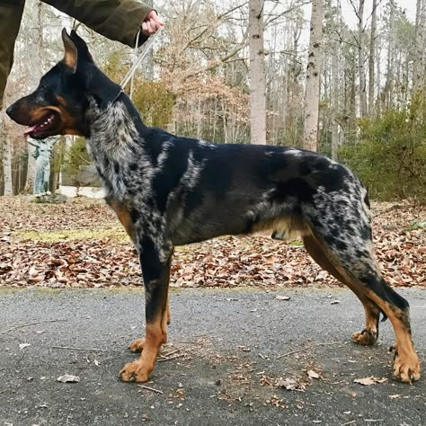 Tsavo 1 Years Old #Male #Harlequin BEAUCERON From #NorthAmerica @tsavothebeauceron Beauceron Dog Harlequin, Beauceron Harlequin, Bluetick Coonhound, Purebred Dogs, Pretty Dogs, Guard Dogs, Dog Id, German Shepherd Dogs