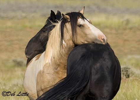 Horses In Love, 2 Horses, Mustang Horse, Lean On Me, Wild Mustangs, Most Beautiful Animals, Majestic Horse, All The Pretty Horses, Horse Crazy